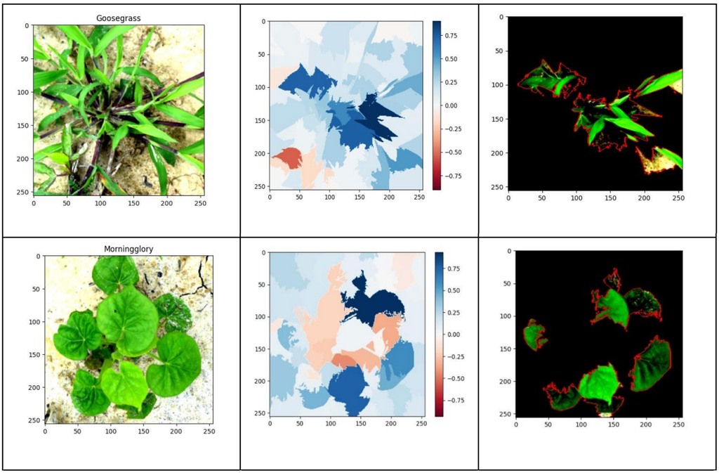 Revealing and Categorizing Weeds in Cotton Plants using XAI and RepVGGPlus
